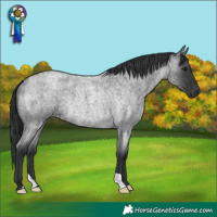 Horse Color:Blue Roan Rabicano 