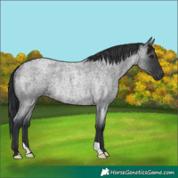 Horse Color:Blue Roan Rabicano 