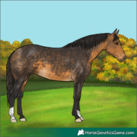 Horse Color:Buckskin 