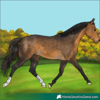 Horse Color:Buckskin 