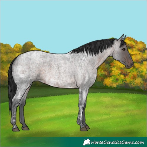 Horse Color:Brown Ice Roan