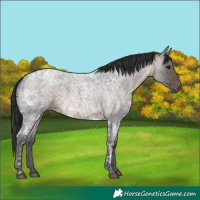 Horse Color:Brown Ice Roan 