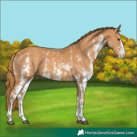 Horse Color:Chestnut Sabino 