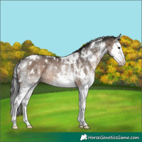 Horse Color:White Spotted Brown Dun Splash Rabicano 