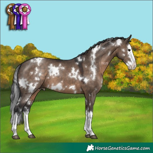 Horse Color:White Spotted Brown Dun Splash 