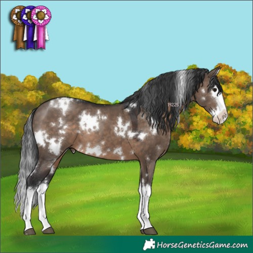 Horse Color:White Spotted Brown Dun Splash