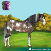 Horse Color:White Spotted Brown Dun Splash 
