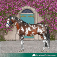 Horse Color:White Spotted Brown Splash Rabicano