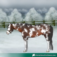 Horse Color:White Spotted Brown Splash Rabicano