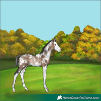 Horse Color:White Spotted Brown Dun Splash Rabicano 