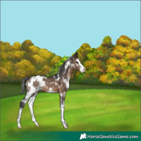 Horse Color:White Spotted Brown Dun Splash