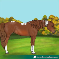 Horse Color:Chestnut Tobiano Rabicano 