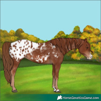 Horse Color:Chestnut Splash Appaloosa 