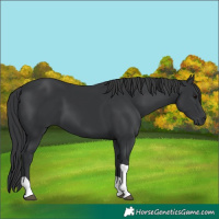 Horse Color:Black Tobiano 