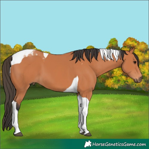 Horse Color:Bay Tobiano 