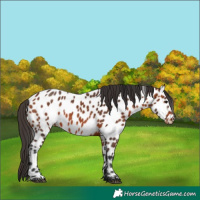 Horse Color:Bay Appaloosa 
