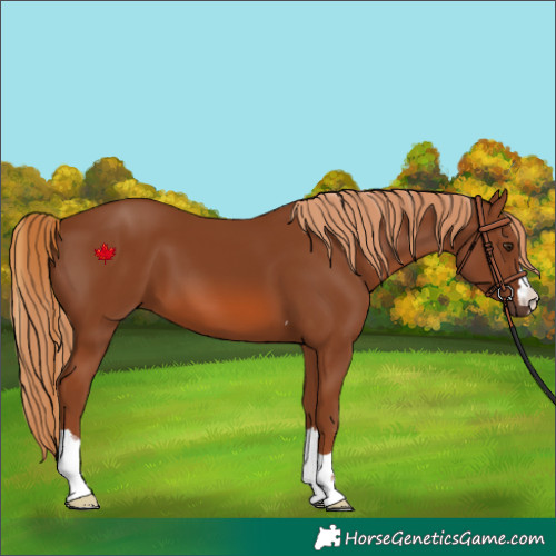 Horse Color:Chestnut 