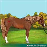 Horse Color:Chestnut 