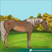Horse Color:Chocolate Palomino 