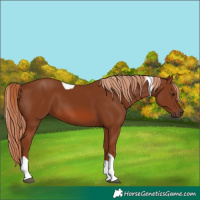 Horse Color:Chestnut Tobiano