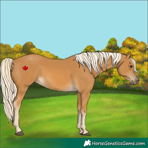 Horse Color:Palomino
