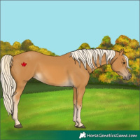Horse Color:Palomino