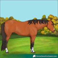 Horse Color:Bay 