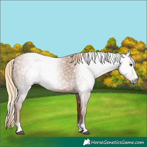 Horse Color:Gray Chestnut 