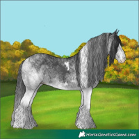 Horse Color:White Spotted Black
