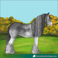 Horse Color:White Spotted Black 