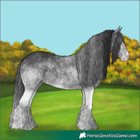 Horse Color:White Spotted Black Rabicano 