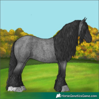 Horse Color:Blue Roan 
