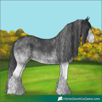 Horse Color:White Spotted Black