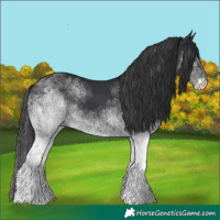 Horse Color:White Spotted Black