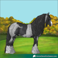 Horse Color:Black Rabicano  and Blue Roan Rabicano 