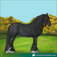 Horse Color:Black Rabicano 