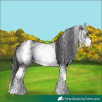 Horse Color:White Spotted Black Rabicano 