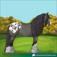 Horse Color:Grullo Blanket Rabicano 