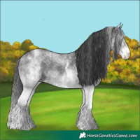 Horse Color:White Spotted Black Rabicano 