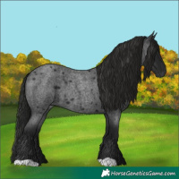 Horse Color:Gray Blue Roan 