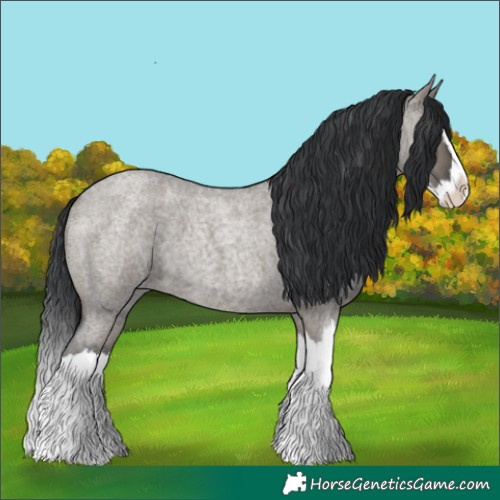 Horse Color:Grullo Roan Splash 