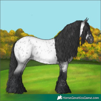 Horse Color:Blue Roan Appaloosa Rabicano
