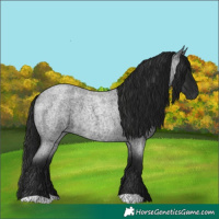 Horse Color:Gray Blue Roan Rabicano 