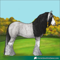 Horse Color:Gray Grullo Roan Splash 