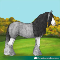 Horse Color:Blue Roan Splash 