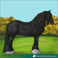 Horse Color:Gray Black 