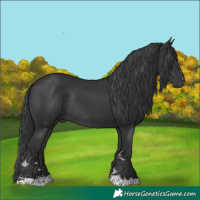 Horse Color:Black Rabicano 