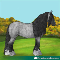 Horse Color:Blue Roan Rabicano