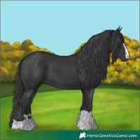 Horse Color:Black 