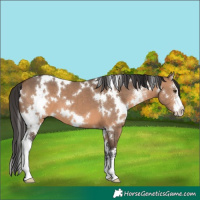 Horse Color:White Spotted Brown Dun Sabino